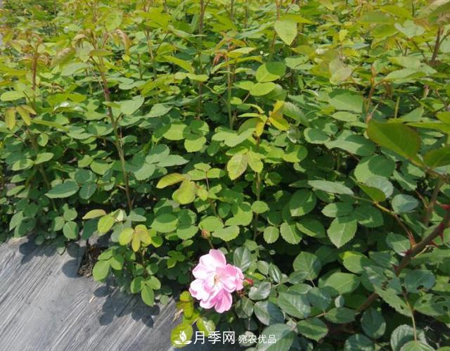 經(jīng)過遠距離運輸?shù)脑录韭愀?，如何定植上盆?圖1)