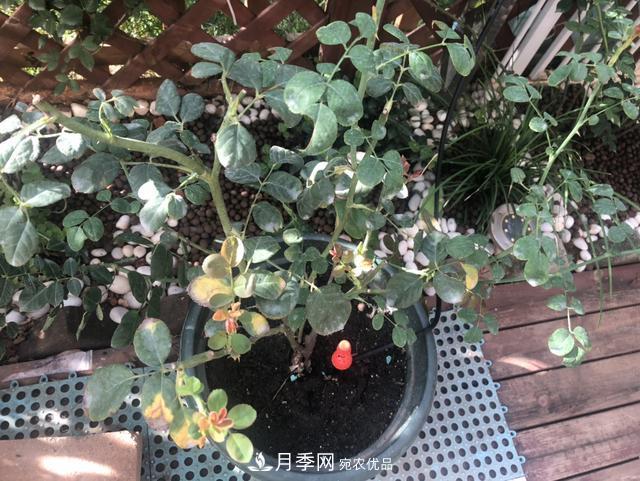 盆栽月季怎樣養(yǎng)？為什么會(huì)出現(xiàn)黃葉，甚至是新芽細(xì)長(zhǎng)，該怎么辦？(圖3)