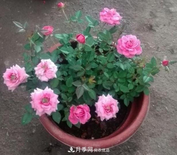 盆栽月季怎樣養(yǎng)？為什么會(huì)出現(xiàn)黃葉，甚至是新芽細(xì)長(zhǎng)，該怎么辦？(圖5)