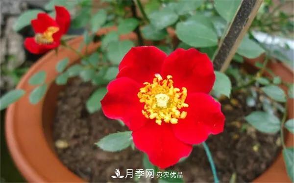 地被月季～城鄉(xiāng)綠化、園林美化的優(yōu)秀選擇（附：品種說明及圖片）(圖5)