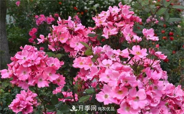 地被月季～城鄉(xiāng)綠化、園林美化的優(yōu)秀選擇（附：品種說明及圖片）(圖3)