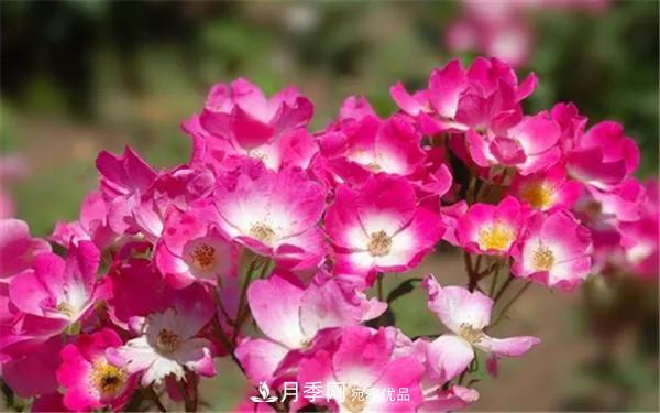 地被月季～城鄉(xiāng)綠化、園林美化的優(yōu)秀選擇（附：品種說明及圖片）(圖4)
