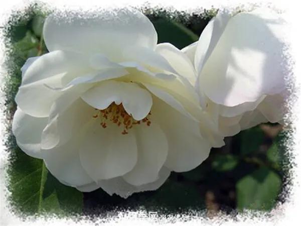 地被月季～城鄉(xiāng)綠化、園林美化的優(yōu)秀選擇（附：品種說明及圖片）(圖7)