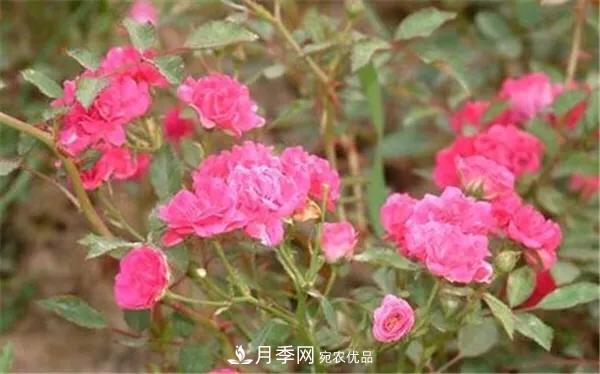 地被月季～城鄉(xiāng)綠化、園林美化的優(yōu)秀選擇（附：品種說明及圖片）(圖12)