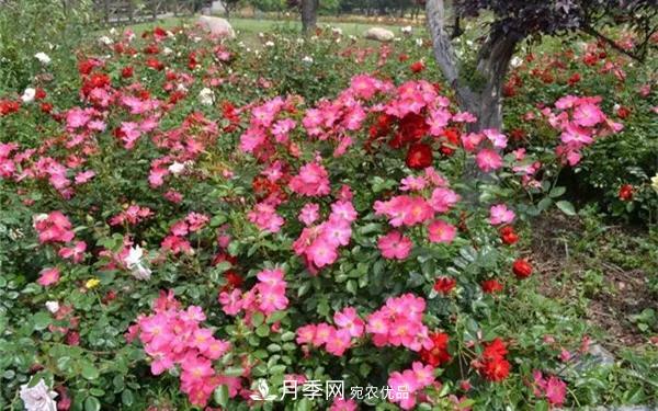 地被月季～城鄉(xiāng)綠化、園林美化的優(yōu)秀選擇（附：品種說明及圖片）(圖10)