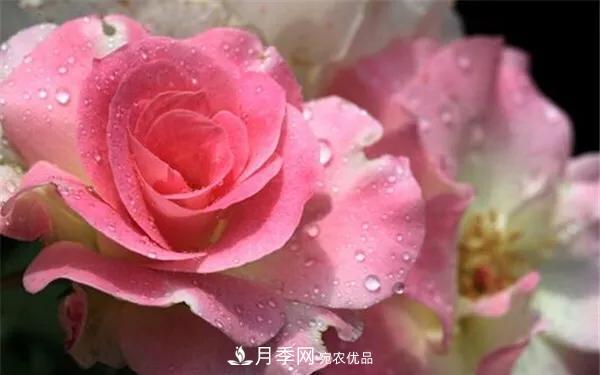 地被月季～城鄉(xiāng)綠化、園林美化的優(yōu)秀選擇（附：品種說明及圖片）(圖11)