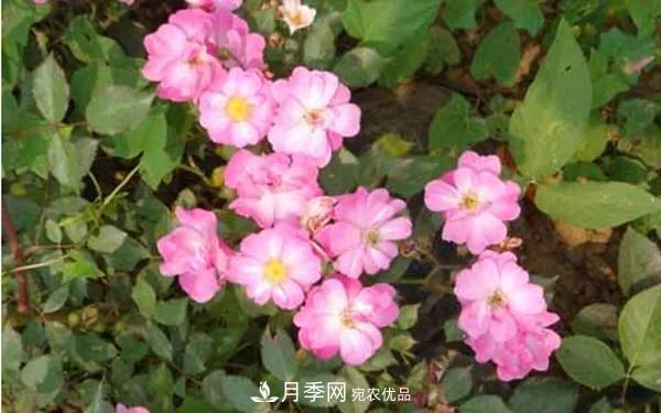 地被月季～城鄉(xiāng)綠化、園林美化的優(yōu)秀選擇（附：品種說明及圖片）(圖13)