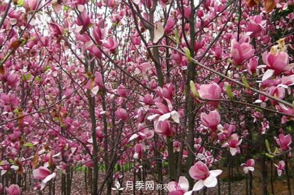 紫玉蘭樹到底是灌木還是小喬木？(圖2)
