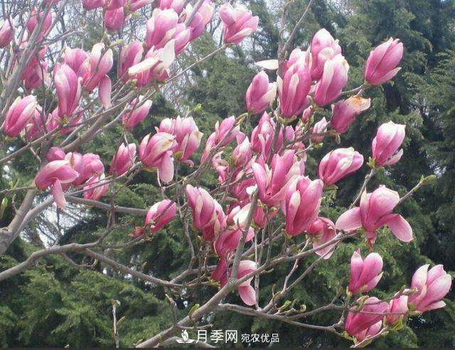 紫玉蘭樹到底是灌木還是小喬木？(圖3)