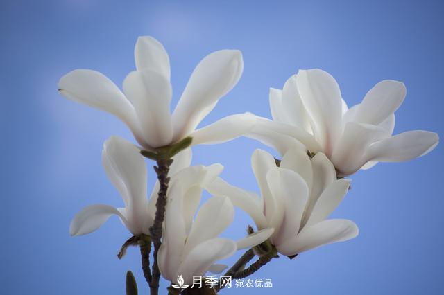 玉蘭樹(shù)：花先枝葉開(kāi)，綻放一樹(shù)華(圖1)