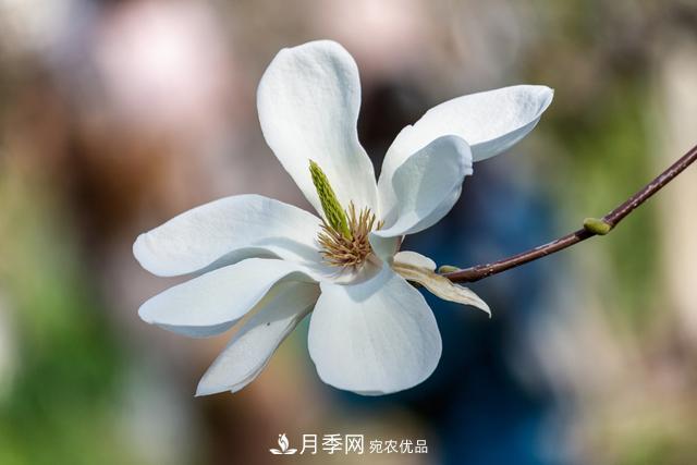 玉蘭樹(shù)：花先枝葉開(kāi)，綻放一樹(shù)華(圖2)