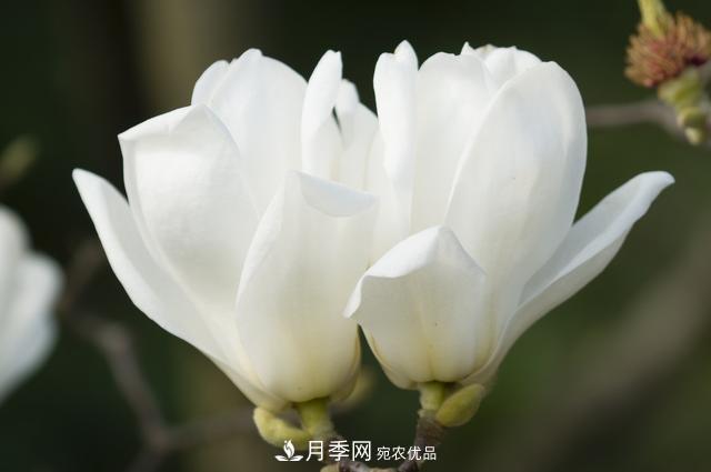 玉蘭樹(shù)：花先枝葉開(kāi)，綻放一樹(shù)華(圖4)
