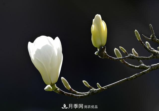 玉蘭樹(shù)：花先枝葉開(kāi)，綻放一樹(shù)華(圖3)
