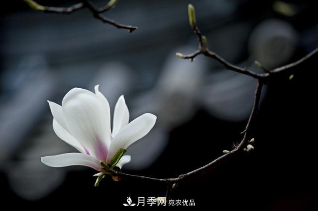 玉蘭樹(shù)：花先枝葉開(kāi)，綻放一樹(shù)華(圖7)