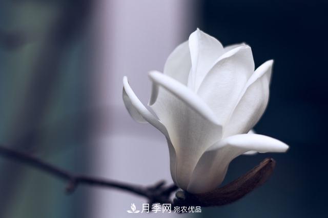 玉蘭樹(shù)：花先枝葉開(kāi)，綻放一樹(shù)華(圖5)
