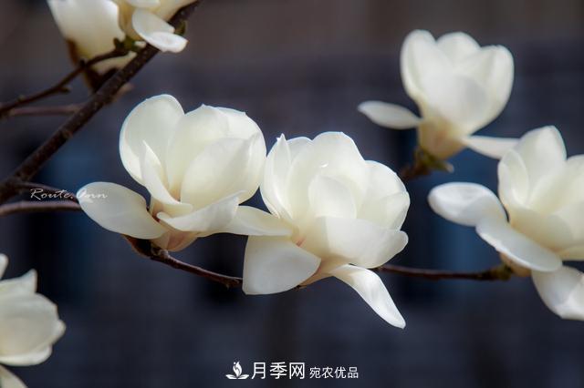 玉蘭樹(shù)：花先枝葉開(kāi)，綻放一樹(shù)華(圖6)