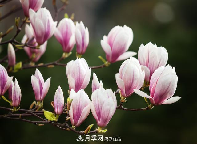 玉蘭不好養(yǎng)？避免這4個(gè)問(wèn)題，植株生長(zhǎng)旺盛，枝繁葉茂開花多(圖1)