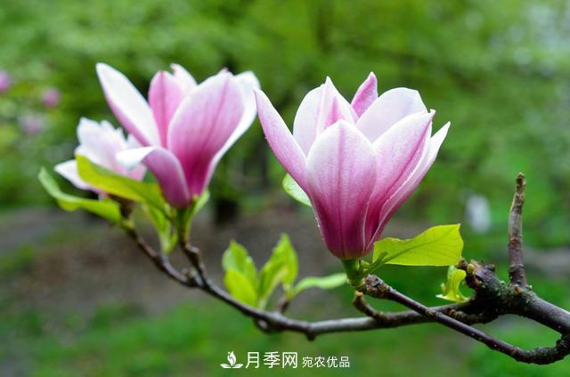 玉蘭不好養(yǎng)？避免這4個(gè)問(wèn)題，植株生長(zhǎng)旺盛，枝繁葉茂開花多(圖2)