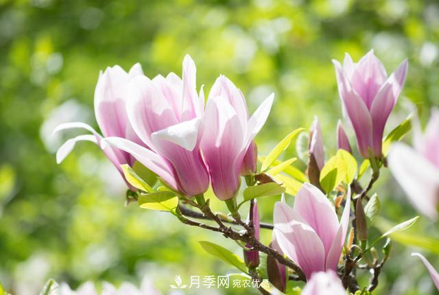 玉蘭不好養(yǎng)？避免這4個(gè)問(wèn)題，植株生長(zhǎng)旺盛，枝繁葉茂開花多(圖3)