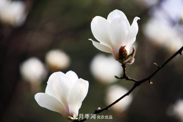 玉蘭不好養(yǎng)？避免這4個(gè)問(wèn)題，植株生長(zhǎng)旺盛，枝繁葉茂開花多(圖5)