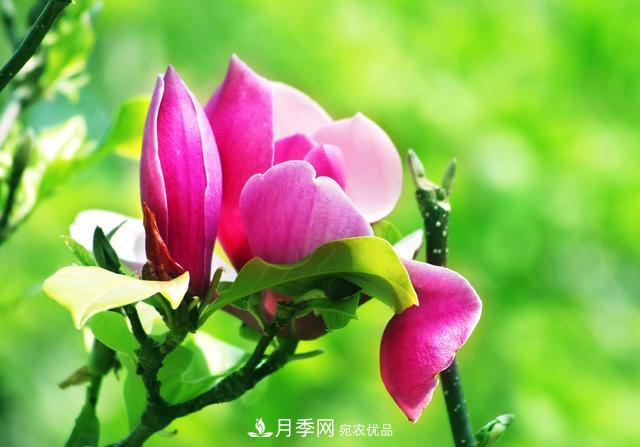 玉蘭不好養(yǎng)？避免這4個(gè)問(wèn)題，植株生長(zhǎng)旺盛，枝繁葉茂開花多(圖6)