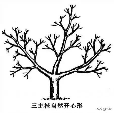 苗木的樹形怎么區(qū)分？(圖4)