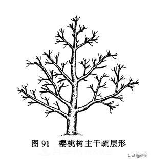 苗木的樹形怎么區(qū)分？(圖1)