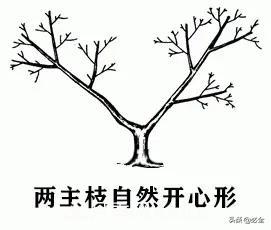 苗木的樹形怎么區(qū)分？(圖3)