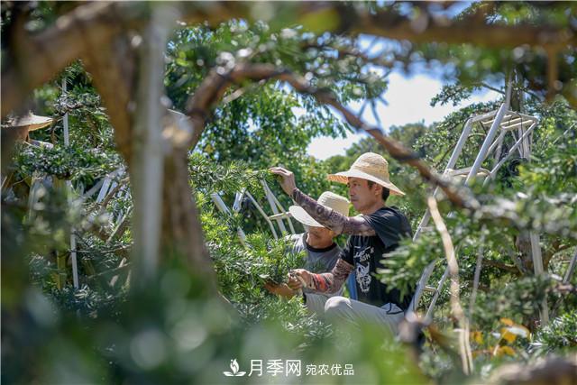 一樹一景，湖南長沙花木造型師的“雙搶”季(圖3)