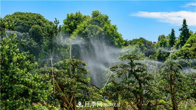 一樹一景，湖南長沙花木造型師的“雙搶”季(圖4)