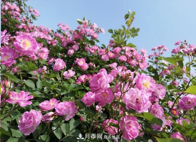 月季和薔薇有什么區(qū)別？買苗木前先知道4點(diǎn)，可省一大筆！(圖2)