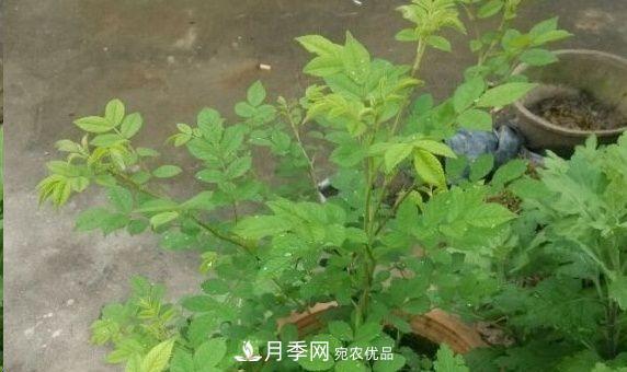 月季和薔薇有什么區(qū)別？買苗木前先知道4點(diǎn)，可省一大筆！(圖3)