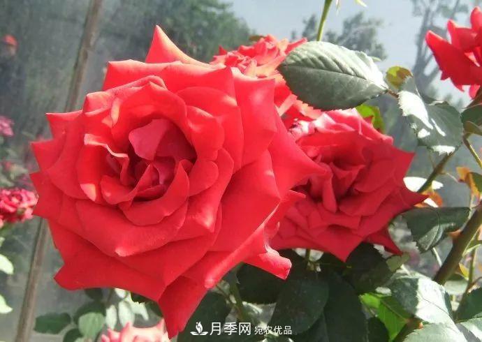 紅衣主教大花月季，花型漂亮，非常耐開(圖2)
