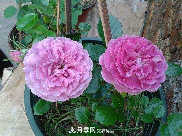 月季界的4大開花品種，養(yǎng)2種就擁有一個(gè)花園(圖3)