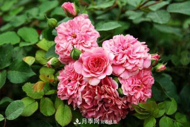 月季界的4大開花品種，養(yǎng)2種就擁有一個(gè)花園(圖5)