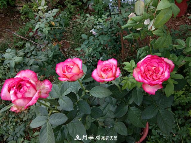 盆栽月季難養(yǎng)？掌握這3點，盆栽比地栽月季還好養(yǎng)！(圖1)