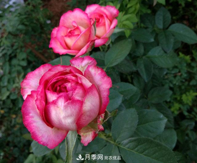 盆栽月季難養(yǎng)？掌握這3點，盆栽比地栽月季還好養(yǎng)！(圖2)