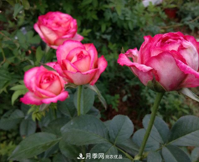 盆栽月季難養(yǎng)？掌握這3點，盆栽比地栽月季還好養(yǎng)！(圖3)