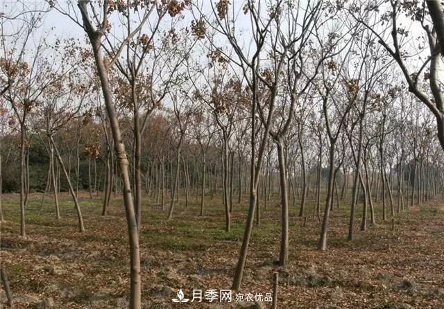 2020暢銷(xiāo)苗木品種排行，“老客戶(hù)積累”是苗木人成功根本(圖2)