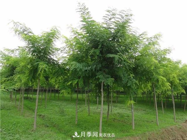 2020暢銷(xiāo)苗木品種排行，“老客戶(hù)積累”是苗木人成功根本(圖1)