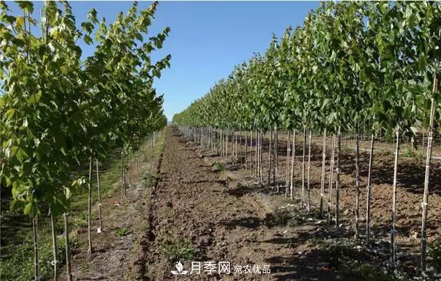 2020暢銷(xiāo)苗木品種排行，“老客戶(hù)積累”是苗木人成功根本(圖4)