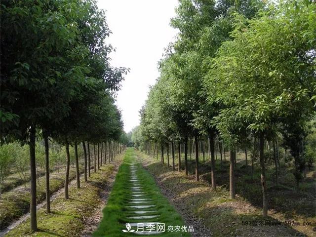 2020暢銷(xiāo)苗木品種排行，“老客戶(hù)積累”是苗木人成功根本(圖5)