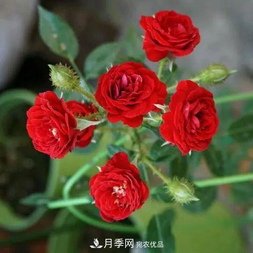 5種適合種在陽(yáng)臺(tái)的月季，生病幾率小，開花有特色(圖1)