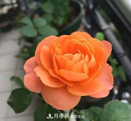 5種適合種在陽(yáng)臺(tái)的月季，生病幾率小，開花有特色(圖2)