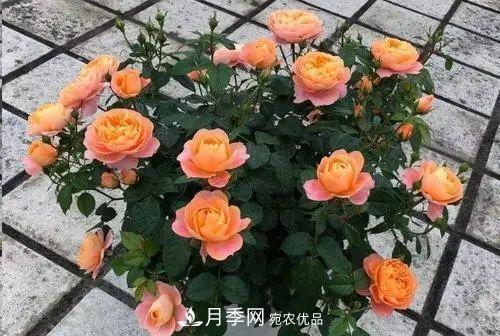 5種適合種在陽(yáng)臺(tái)的月季，生病幾率小，開花有特色(圖4)