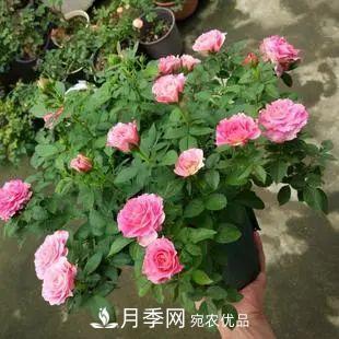 5種適合種在陽(yáng)臺(tái)的月季，生病幾率小，開花有特色(圖6)