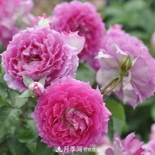 5種適合種在陽(yáng)臺(tái)的月季，生病幾率小，開花有特色(圖7)