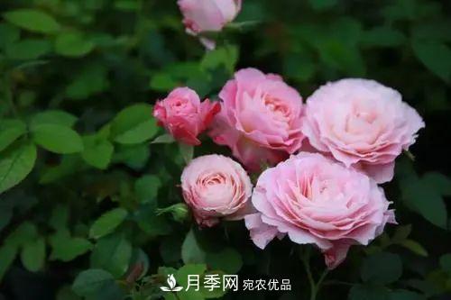 5種適合種在陽(yáng)臺(tái)的月季，生病幾率小，開花有特色(圖5)