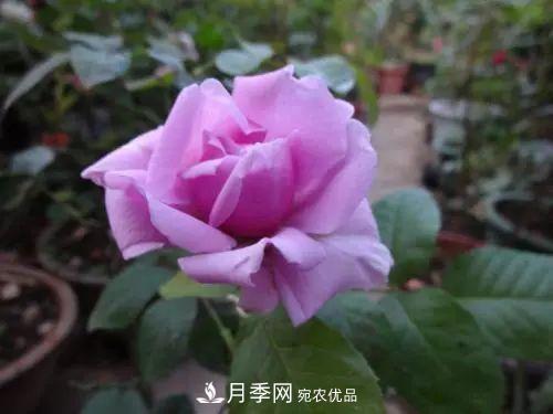 5種適合種在陽(yáng)臺(tái)的月季，生病幾率小，開花有特色(圖8)