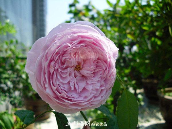 推薦4種優(yōu)秀藤本月季，開(kāi)花多一開(kāi)就停不下來(lái)(圖1)